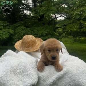Skye, Mini Goldendoodle Puppy
